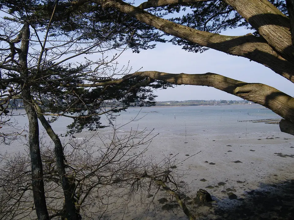 Vue sur le golfe du Morbihan depuis Port-Blanc, encadrée par les branches de pins maritimes.